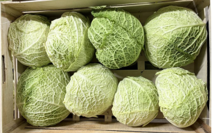 Chou vert frisé bio 2