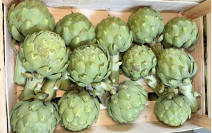 Artichaut blanc green queen...