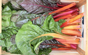 Blettes multicolores bio 2