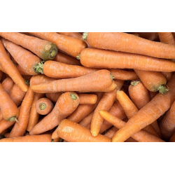 Carottes bio