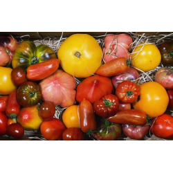 Tomate Allongée ou autres bio