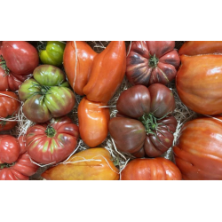 Tomate Allongée ou autres bio 2