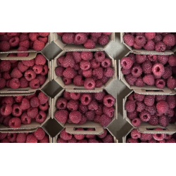 Framboises bio