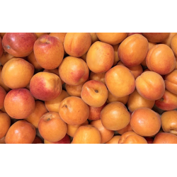 Abricots bio