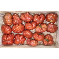 Tomate Côtelée Rouge bio