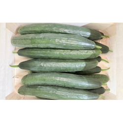 Concombre long bio