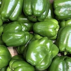 Poivrons verts bio
