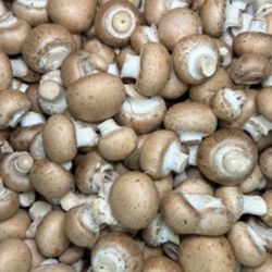 Champignons de Paris bio