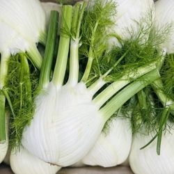 Fenouil bio