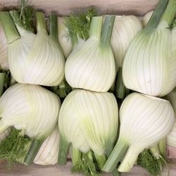 Fenouil bio 2