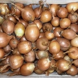 Oignons jaunes bio