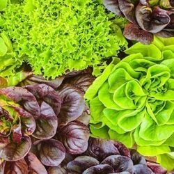 Salade bio 2
