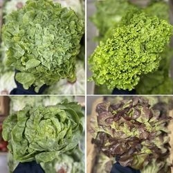 Salade bio