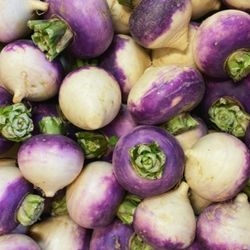 Navet violet bio