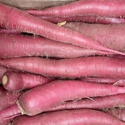 Radis Rose de Chine bio
