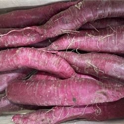 Radis Rose de Chine bio 2