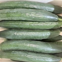 Concombre long bio
