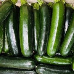Courgettes longues vertes bio