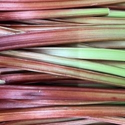Rhubarbe bio 2