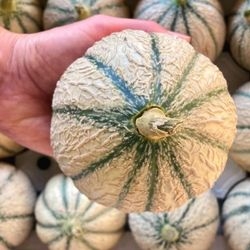 Melon bio