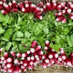Radis roses bio
