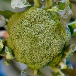Brocolis bio