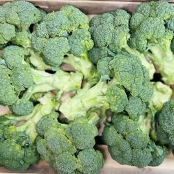 Brocolis bio 2