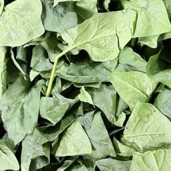 Epinards feuilles bio