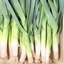 Poireaux primeurs bio