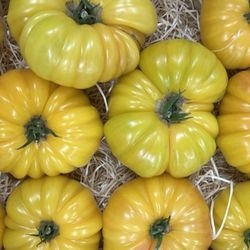 Tomate population jaune...