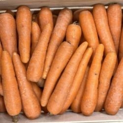 Carottes bio