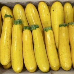 Courgettes jaunes bio