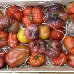 Tomates anciennes mix bio