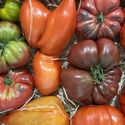 Tomates anciennes mix bio 2
