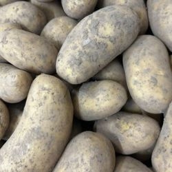 Pommes de terre bio