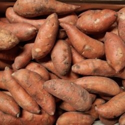 Patates douces bio