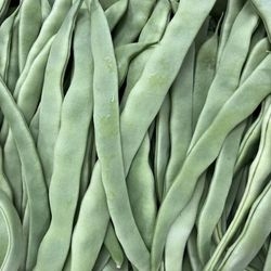 Haricot plat bio