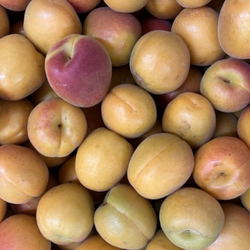 Abricots bio 2