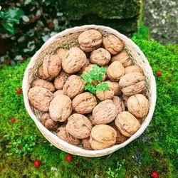 Noix coques bio