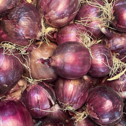 Oignons rouges bio