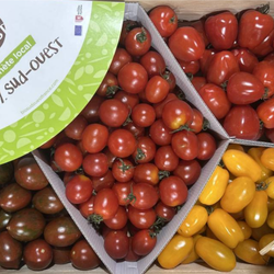 Tomates Cerises mix bio