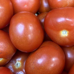 Tomates rondes bio 2