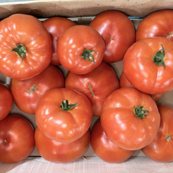 Tomates rondes bio