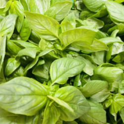Basilic botte bio