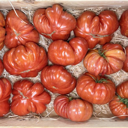 Tomate Côtelée Rouge bio
