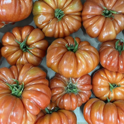 Tomate Côtelée Rouge bio 2
