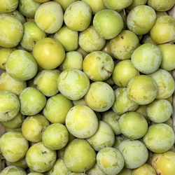 Prune golden japan bio