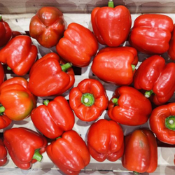 Poivrons rouges bio