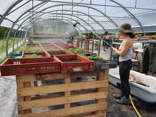Productrice préparant des plants dans une serre