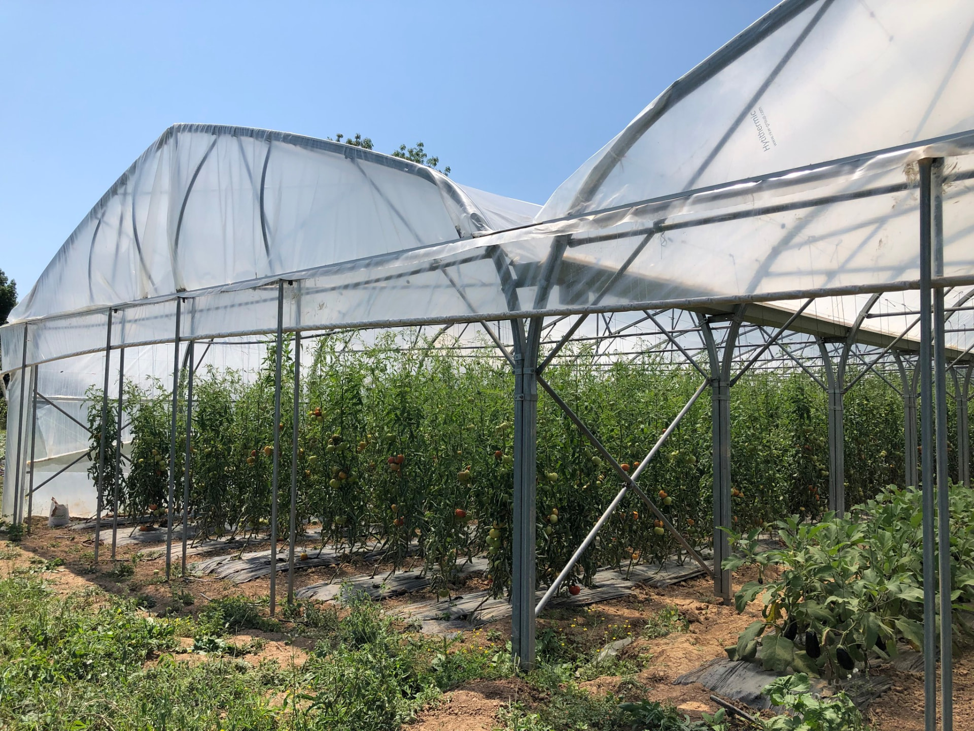 Serres de tomates et d'aubergines cultivées en Aquitaine